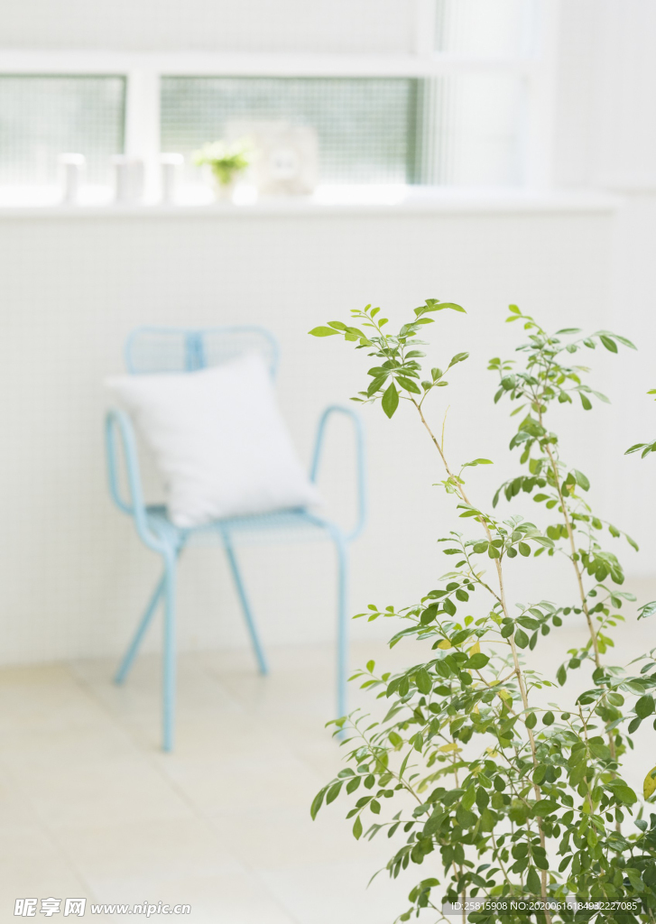 盆栽盆景瓶栽室内外花草图片