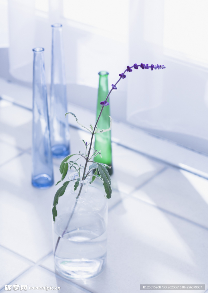 盆栽盆景瓶栽室内外花草图片