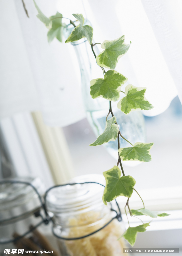 盆栽盆景瓶栽室内外花草图片