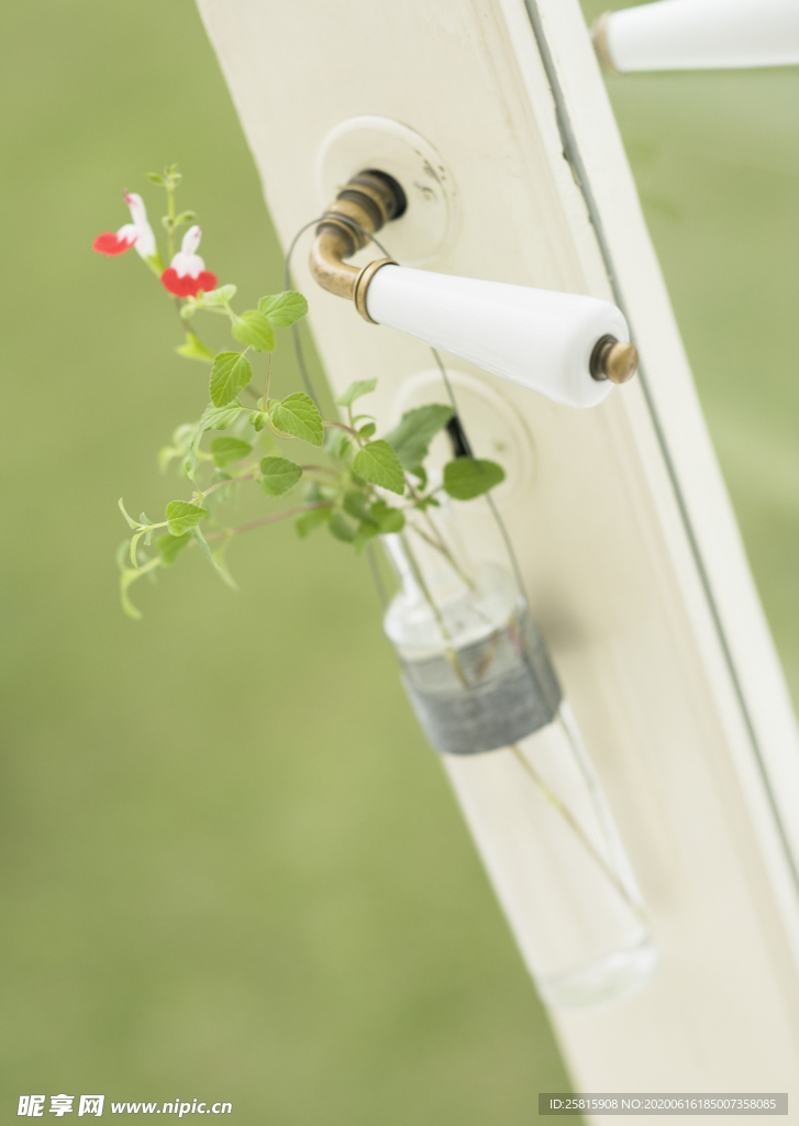 盆栽盆景瓶栽室内外花草图片