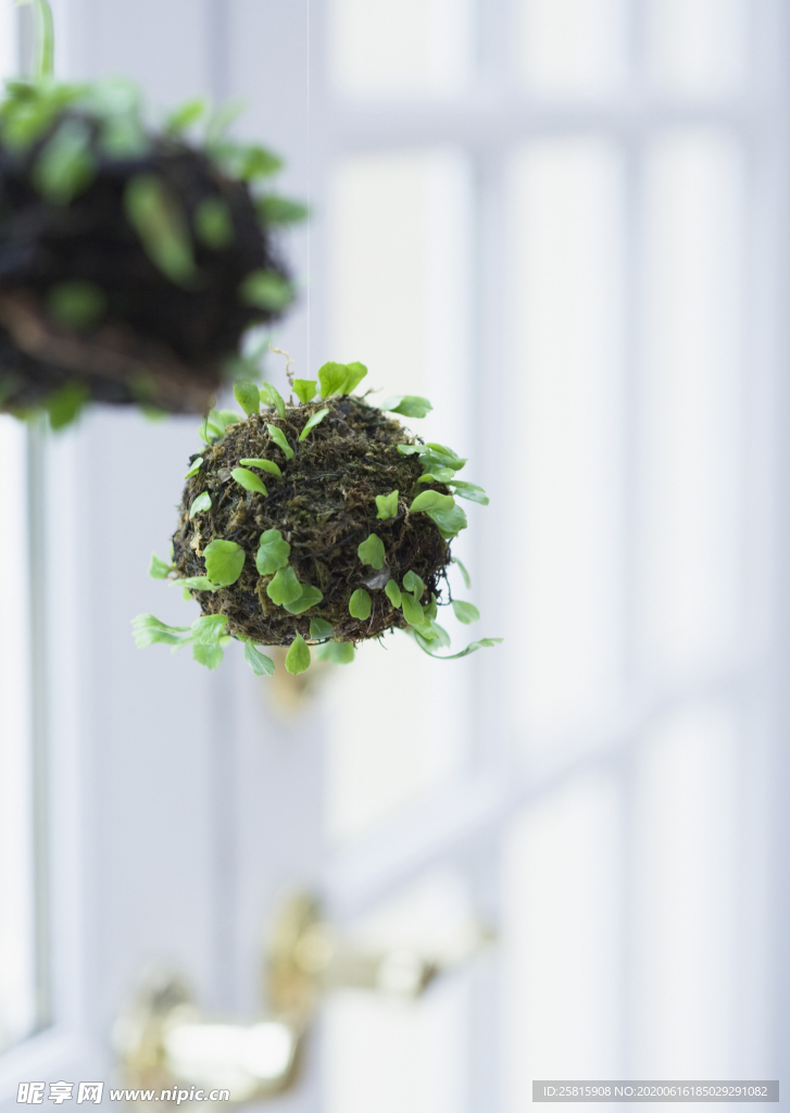 盆栽盆景瓶栽室内外花草图片