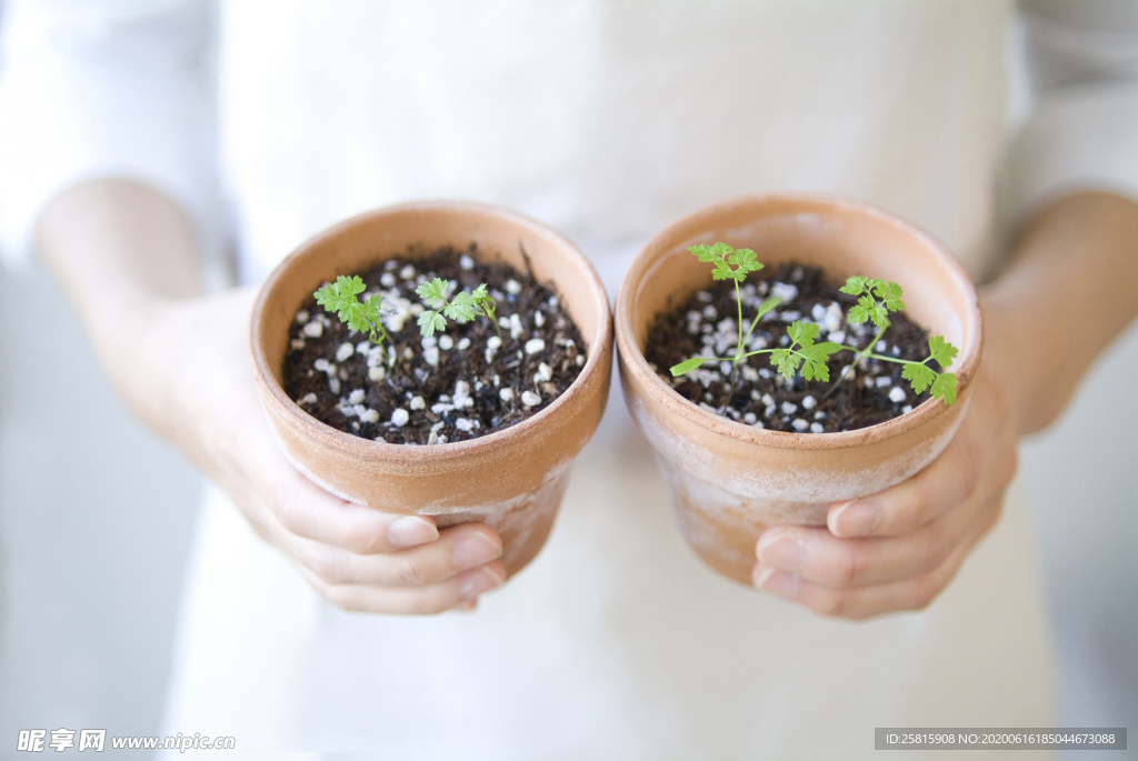 盆栽盆景瓶栽室内外花草图片