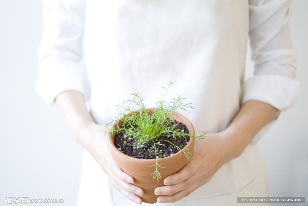 盆栽盆景瓶栽室内外花草图片
