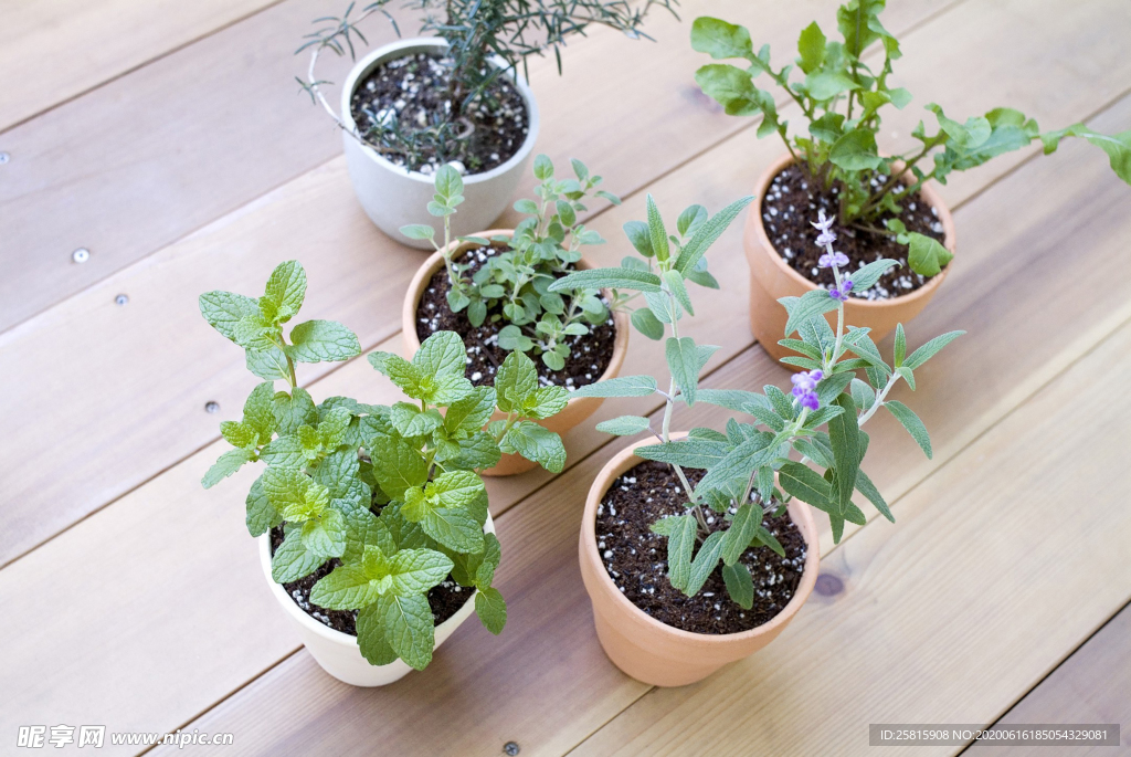 盆栽盆景瓶栽室内外花草图片