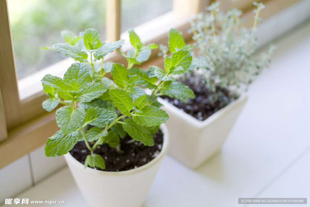 盆栽盆景瓶栽室内外花草图片