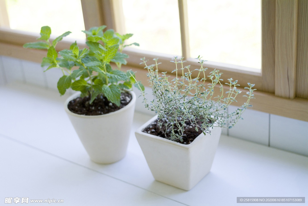 盆栽盆景瓶栽室内外花草图片