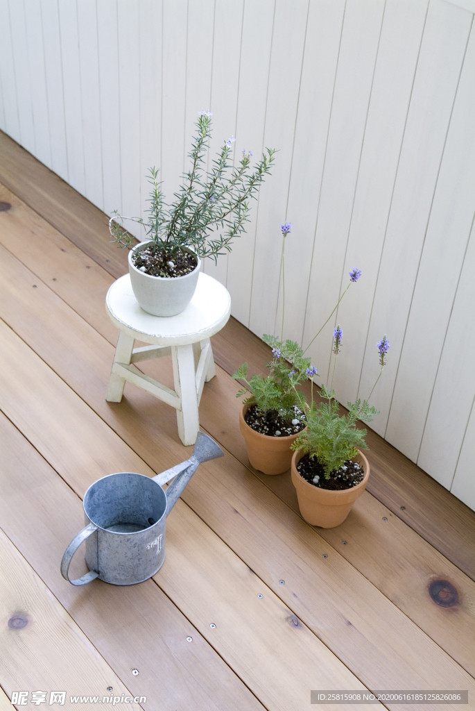 盆栽盆景瓶栽室内外花草图片