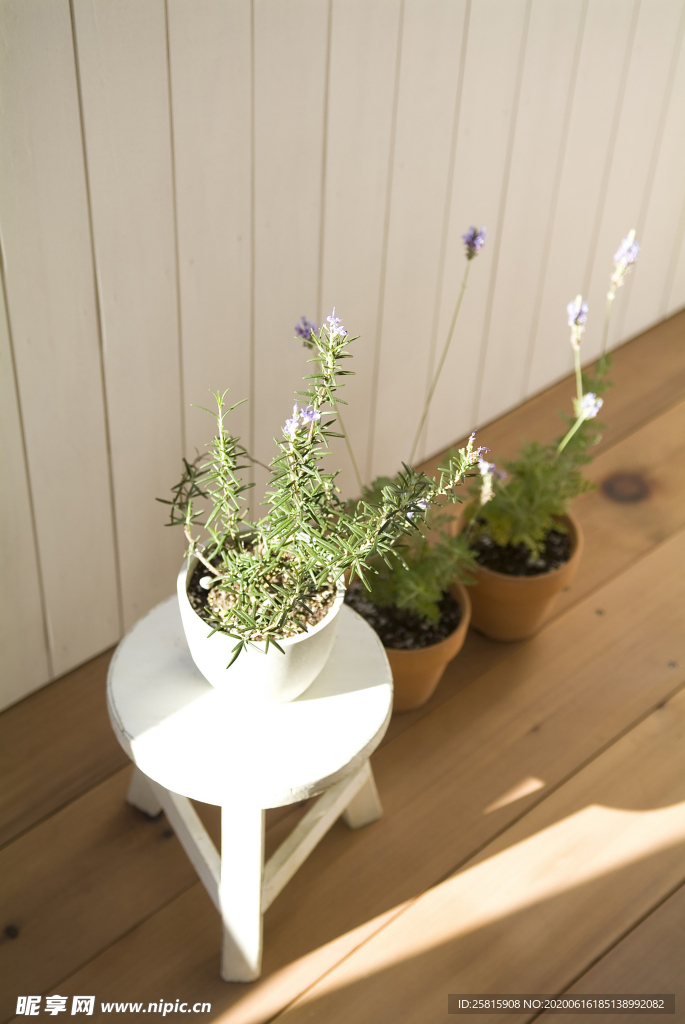 盆栽盆景瓶栽室内外花草图片