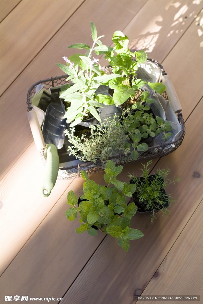 盆栽盆景瓶栽室内外花草图片