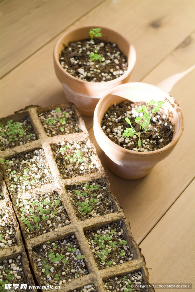盆栽盆景瓶栽室内外花草图片
