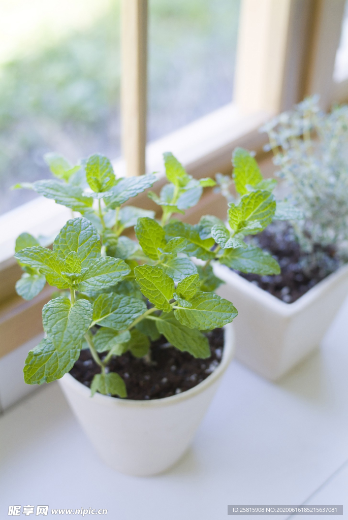 盆栽盆景瓶栽室内外花草图片