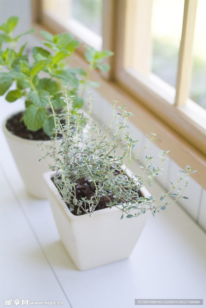 盆栽盆景瓶栽室内外花草图片