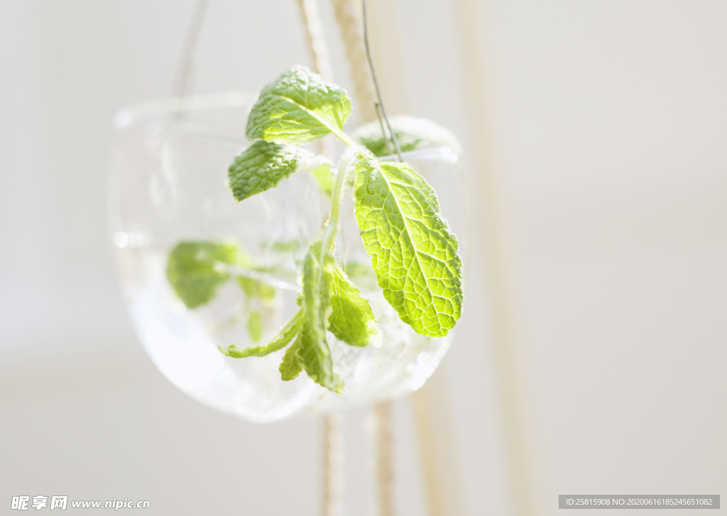 盆栽盆景瓶栽室内外花草图片