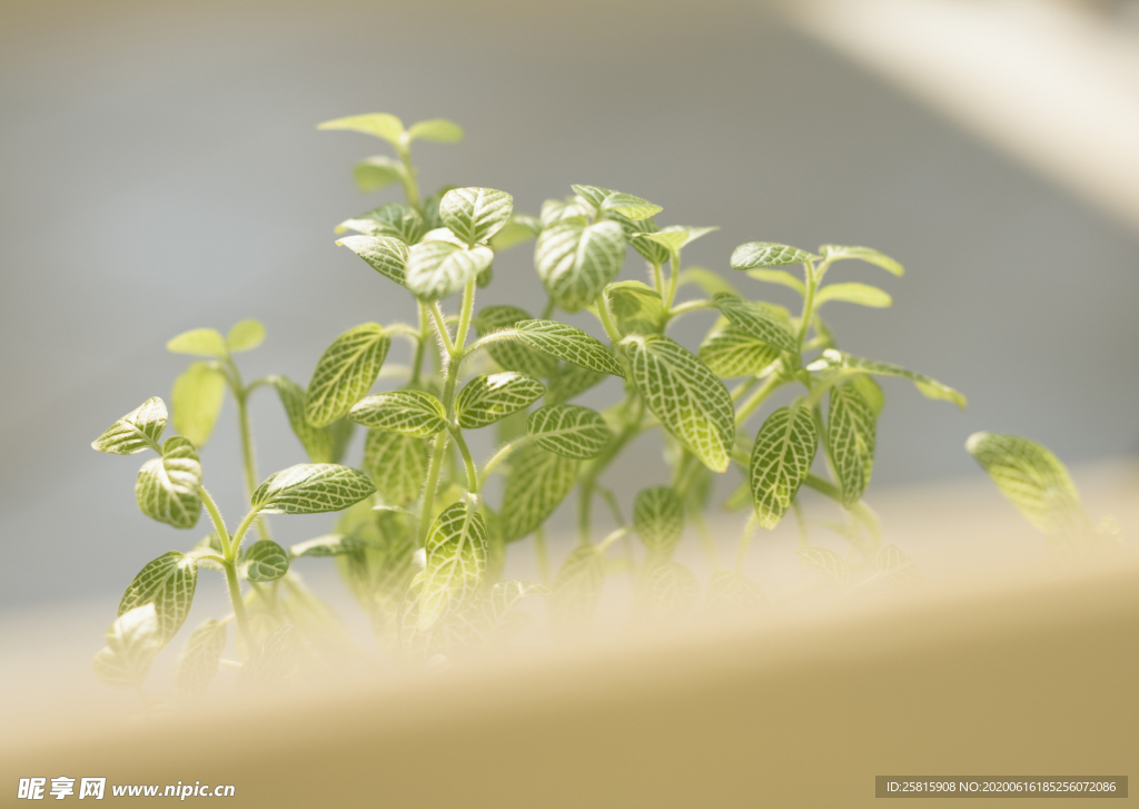 盆栽盆景瓶栽室内外花草图片