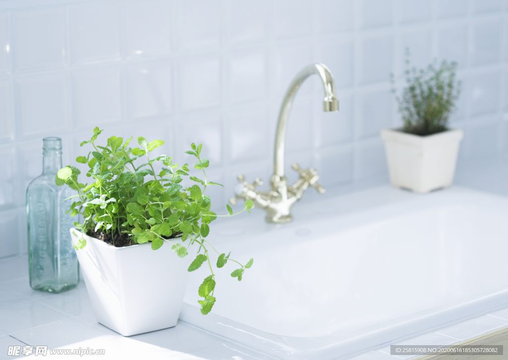 盆栽盆景瓶栽室内外花草图片