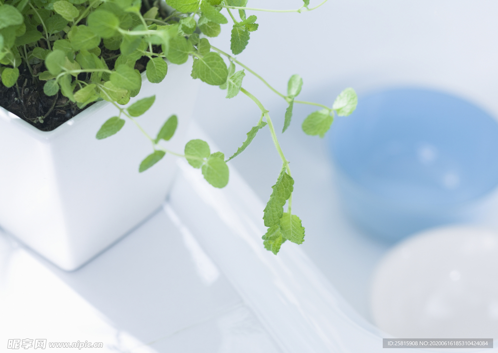 盆栽盆景瓶栽室内外花草图片