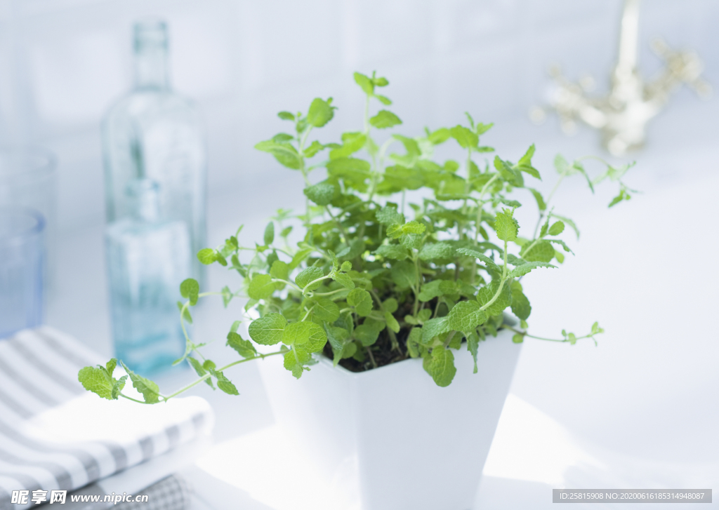 盆栽盆景瓶栽室内外花草图片