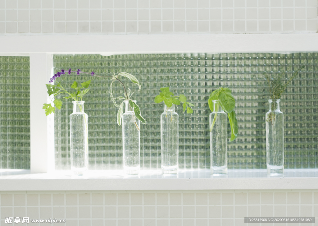 盆栽盆景瓶栽室内外花草图片