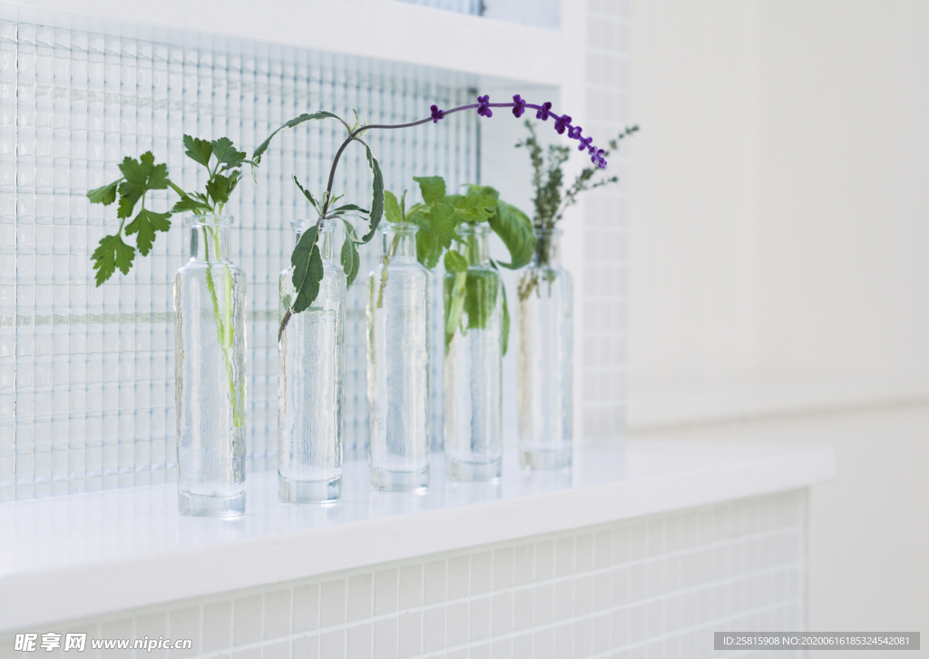 盆栽盆景瓶栽室内外花草图片