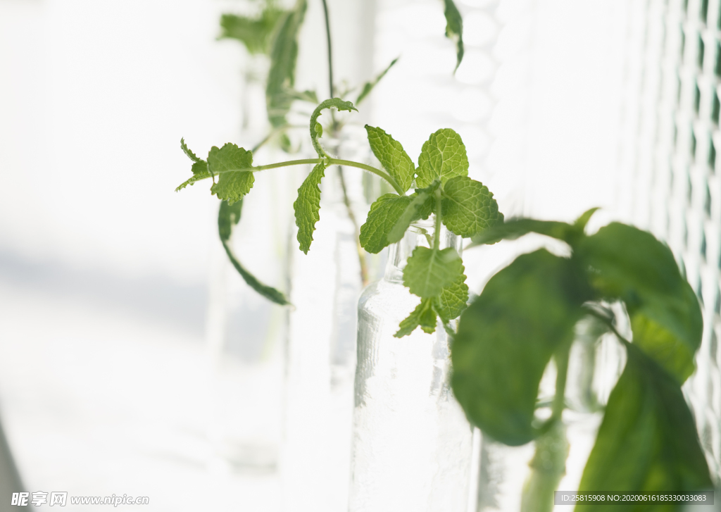 盆栽盆景瓶栽室内外花草图片