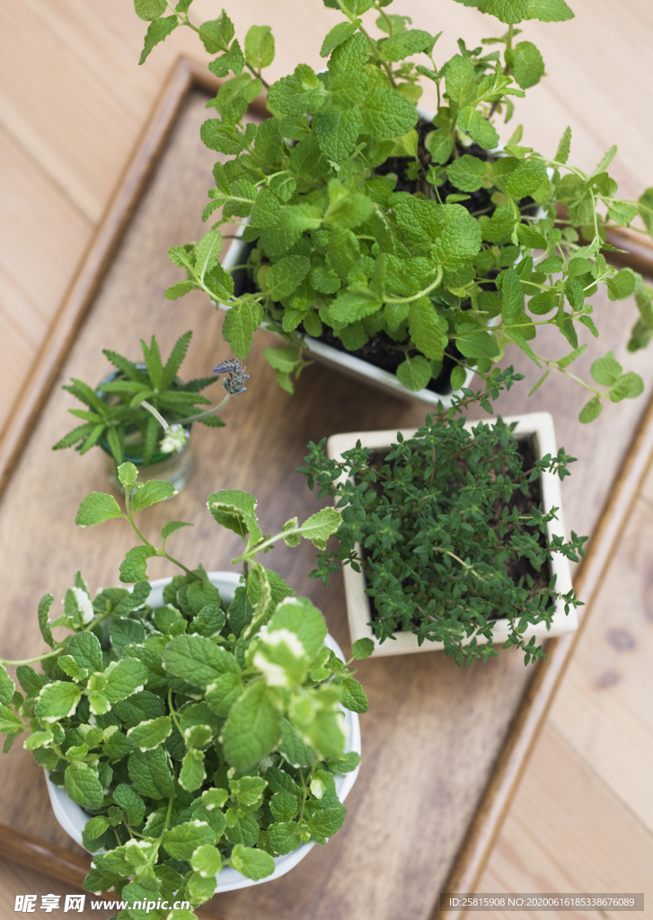 盆栽盆景瓶栽室内外花草图片