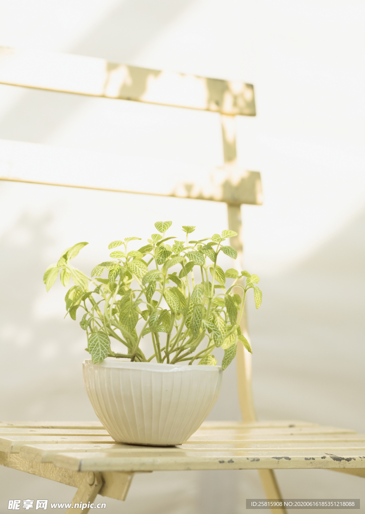 盆栽盆景瓶栽室内外花草图片