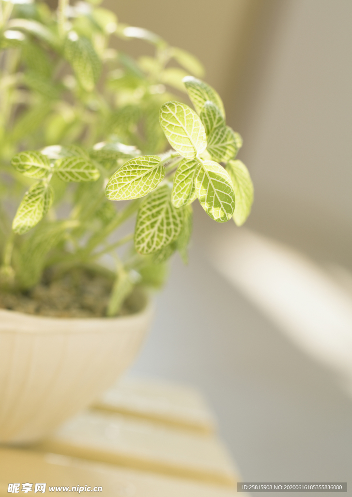 盆栽盆景瓶栽室内外花草图片