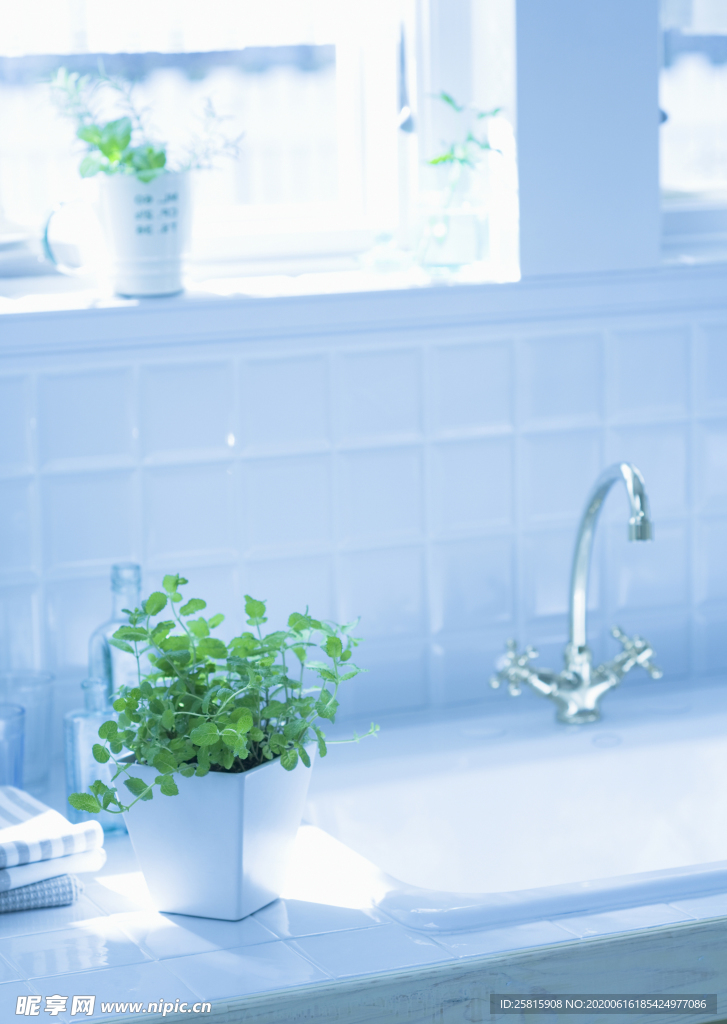 盆栽盆景瓶栽室内外花草图片