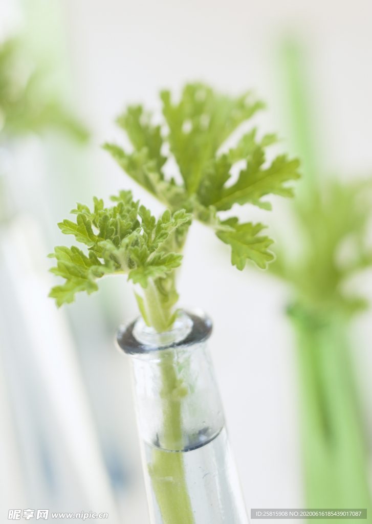 盆栽盆景瓶栽室内外花草图片