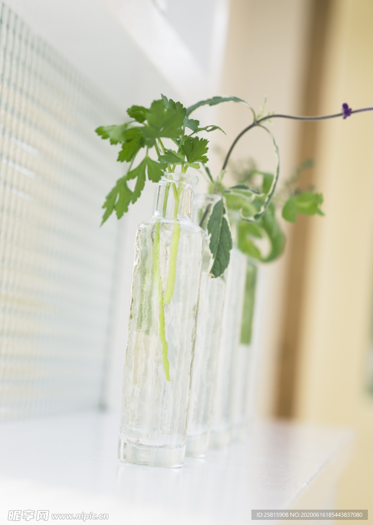 盆栽盆景瓶栽室内外花草图片