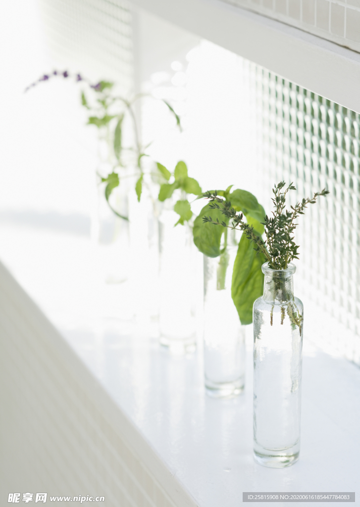 盆栽盆景瓶栽室内外花草图片