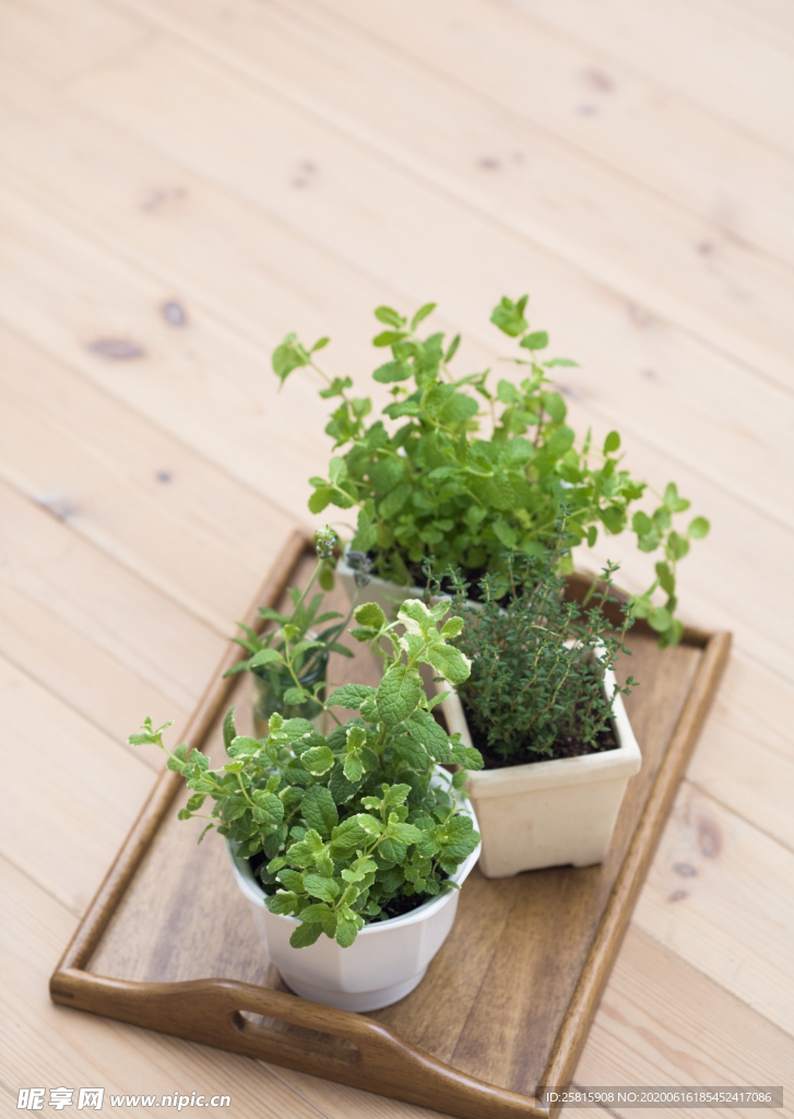 盆栽盆景瓶栽室内外花草图片