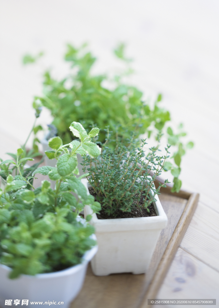 盆栽盆景瓶栽室内外花草图片