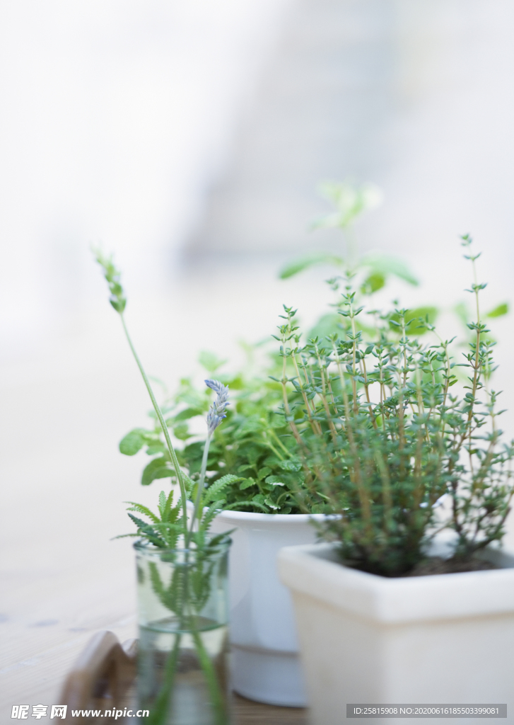 盆栽盆景瓶栽室内外花草图片