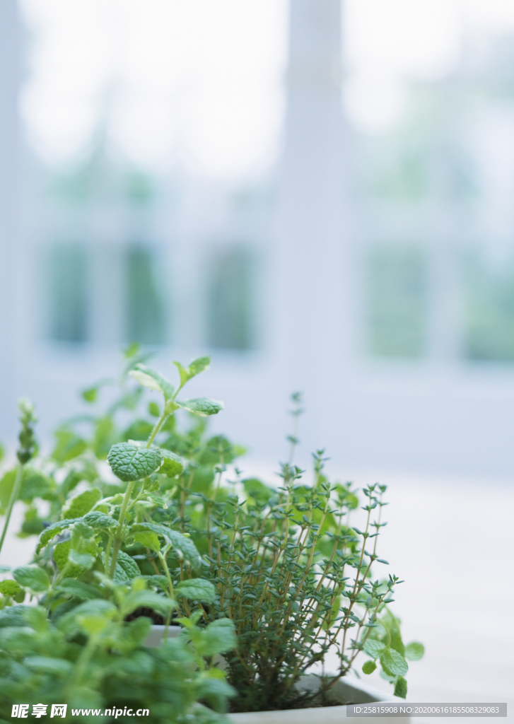 盆栽盆景瓶栽室内外花草图片