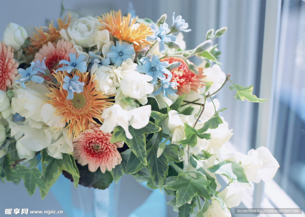 盆栽盆景瓶栽室内外花草图片