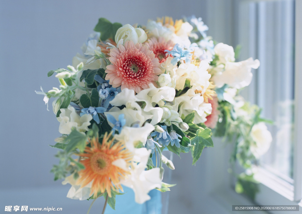 盆栽盆景瓶栽室内外花草图片