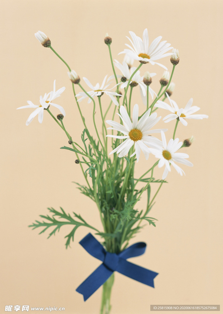 盆栽盆景瓶栽室内外花草图片