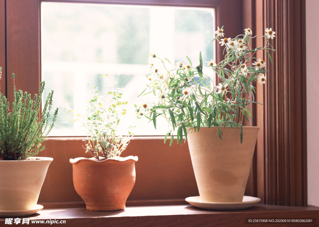 盆栽盆景瓶栽室内花草图片