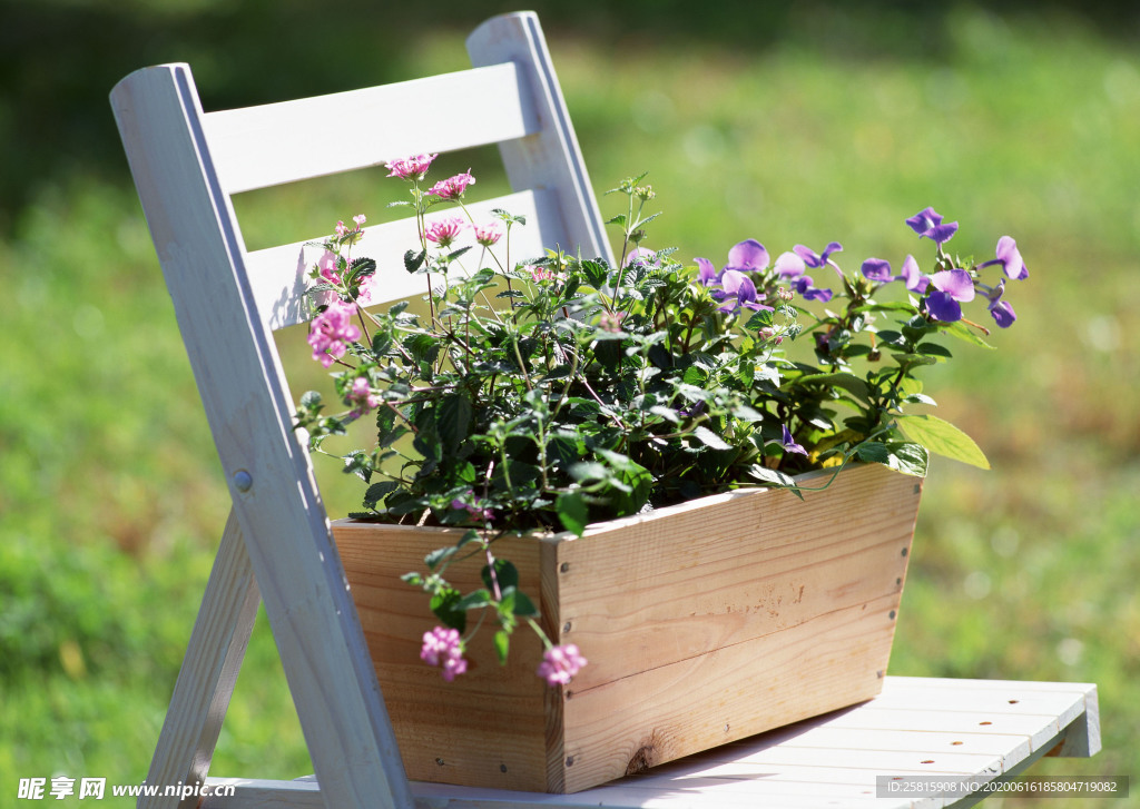 盆栽盆景瓶栽室内外花草图片