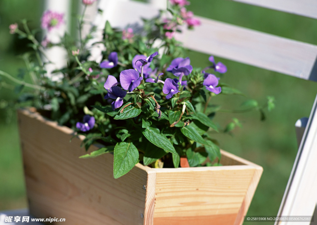 盆栽盆景瓶栽室内花草图片