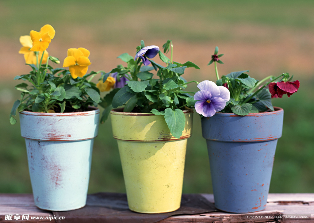 盆栽盆景瓶栽室内花草图片