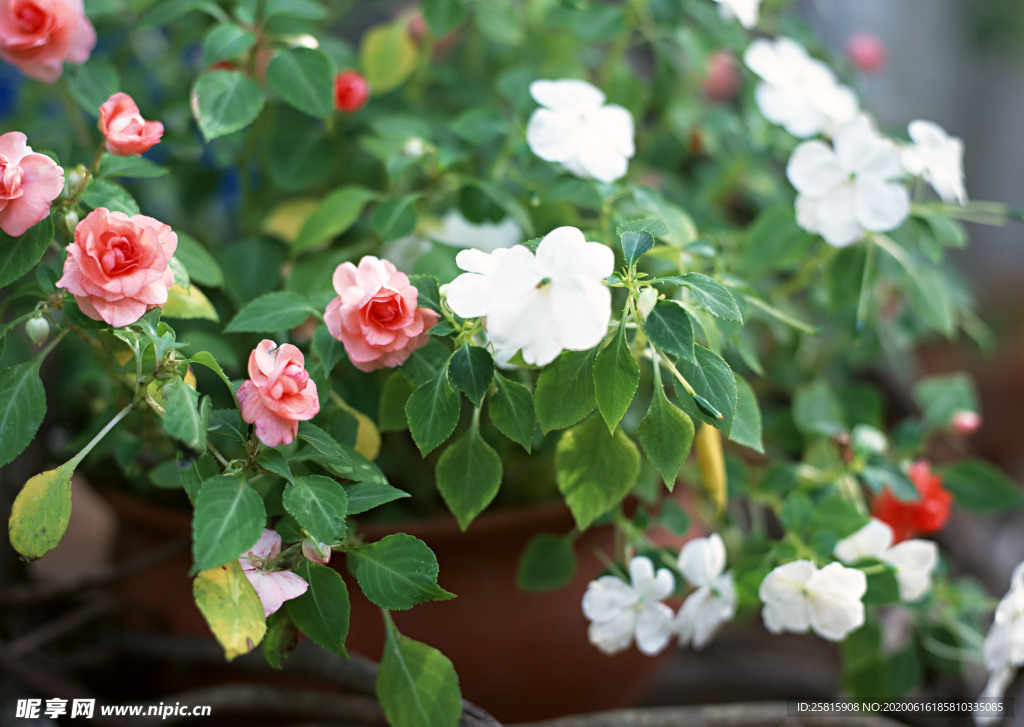 盆栽盆景瓶栽室内花草图片