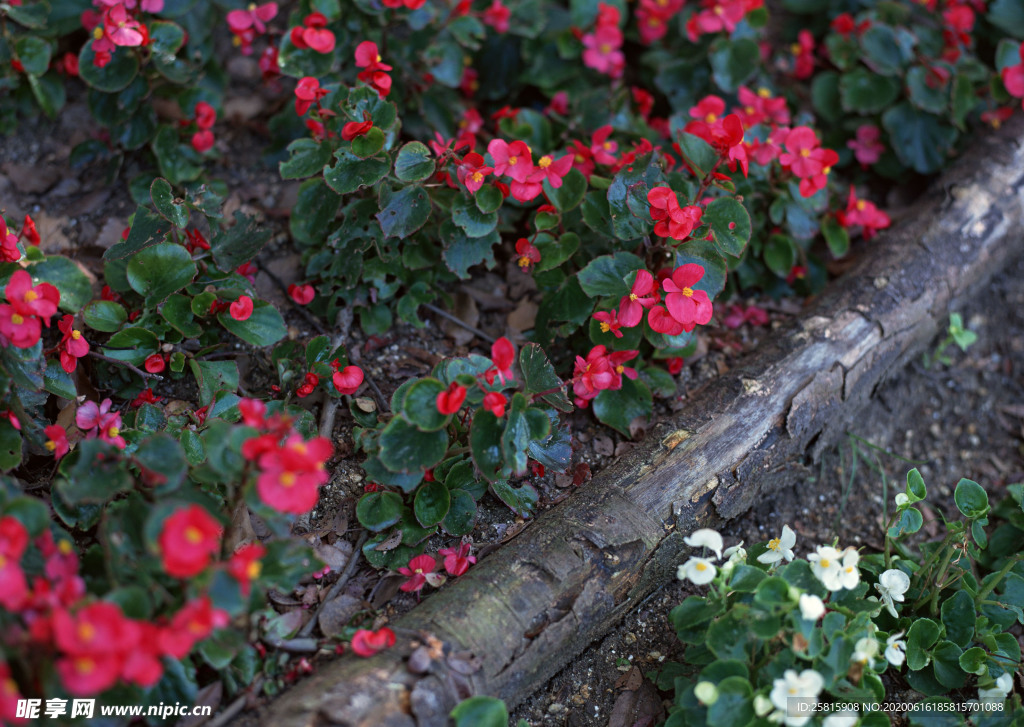 花艺园艺花草图片