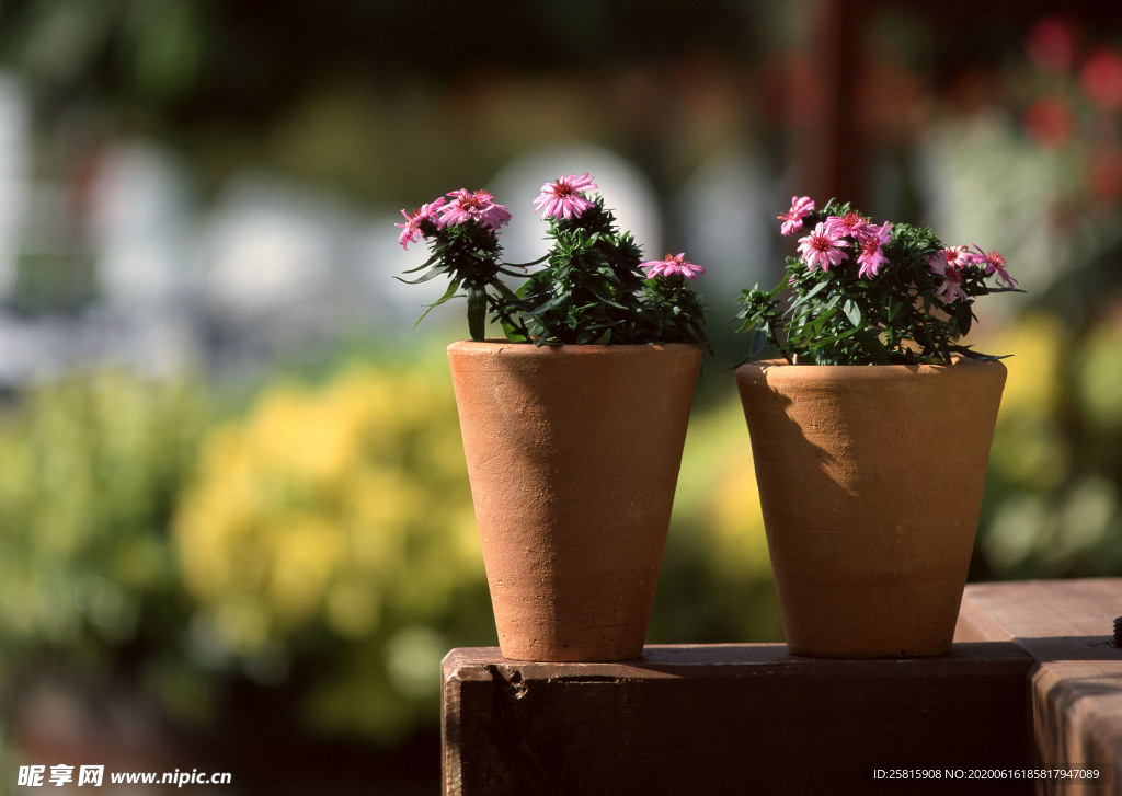 盆栽盆景瓶栽室内花草图片