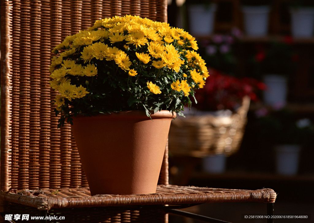 盆栽盆景瓶栽室内花草图片