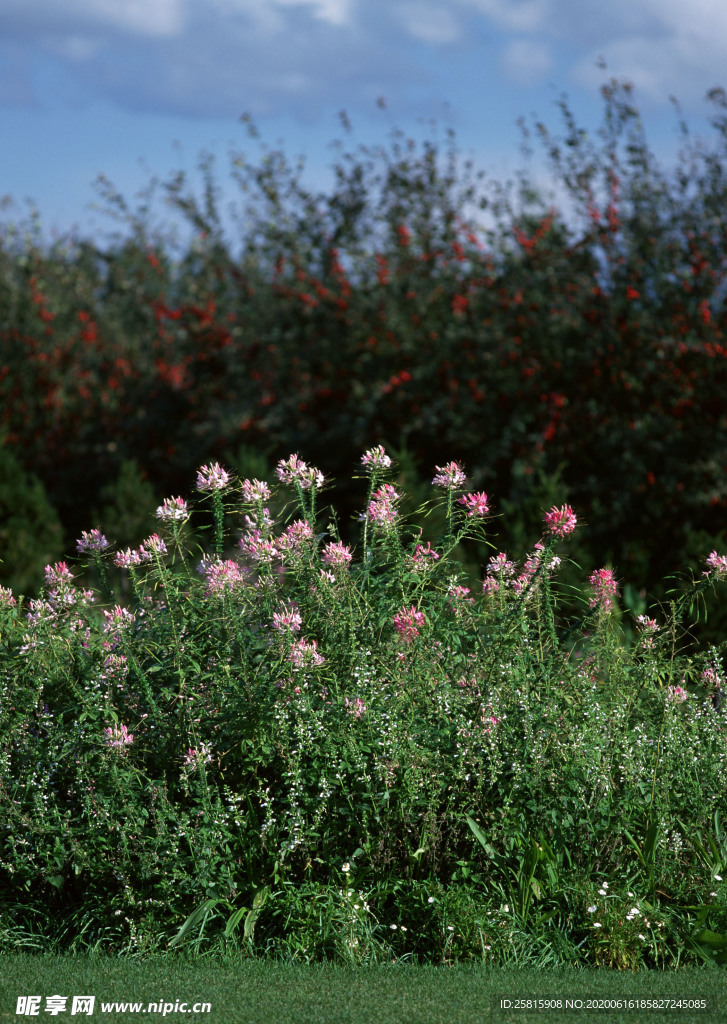 花艺园艺花草图片