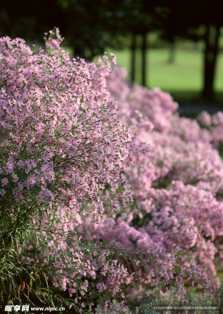 花艺园艺花草图片