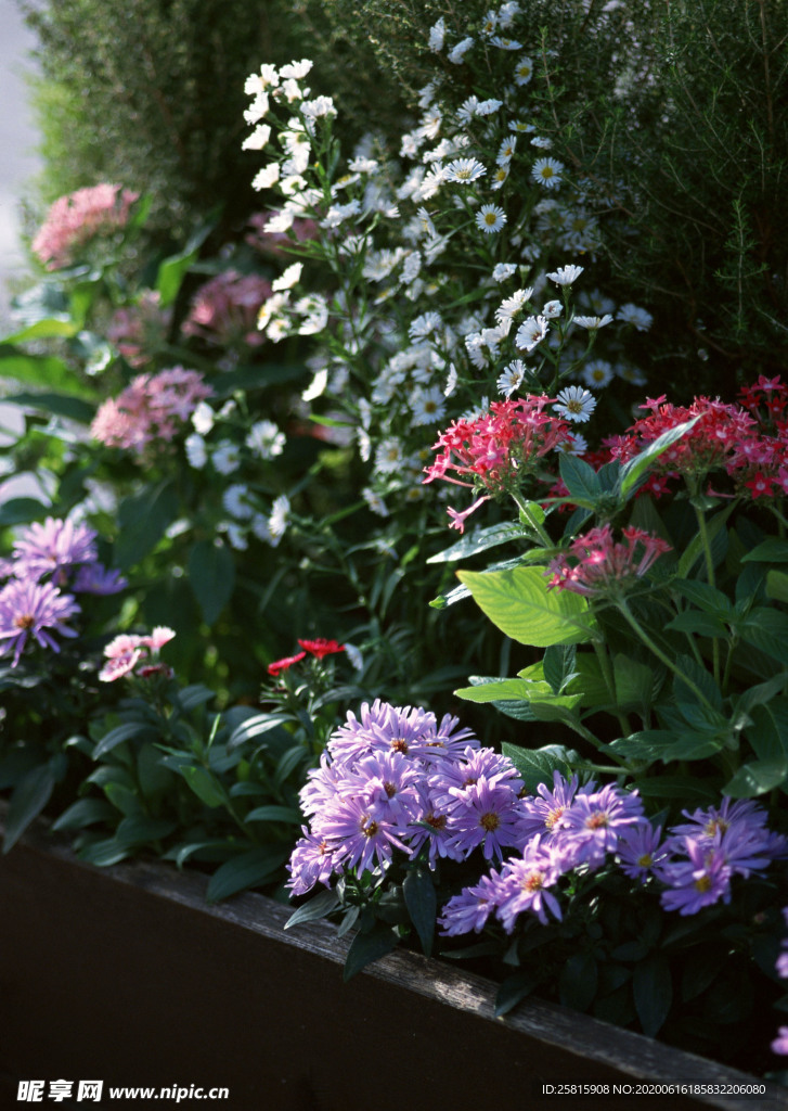 盆栽盆景瓶栽室内花草图片