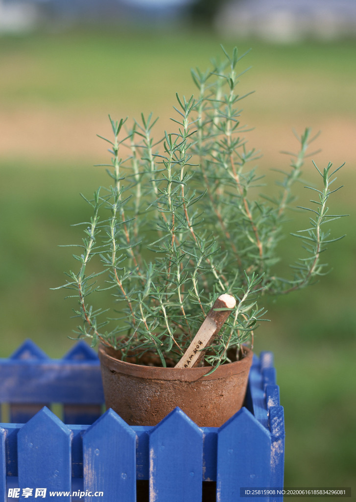 盆栽盆景瓶栽室内花草图片